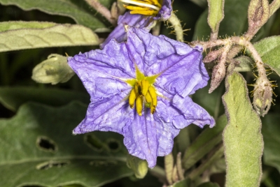 Horse Nettle April 2025